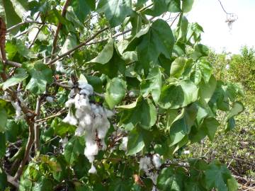 Fotografia da espécie Gossypium herbaceum