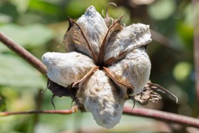 Fotografia da espécie Gossypium herbaceum