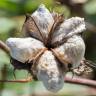 Fotografia 5 da espécie Gossypium herbaceum do Jardim Botânico UTAD