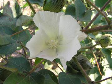 Fotografia da espécie Gossypium herbaceum