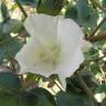 Fotografia 6 da espécie Gossypium herbaceum do Jardim Botânico UTAD