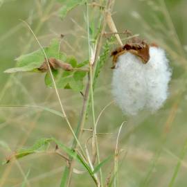 Fotografia da espécie Gossypium herbaceum