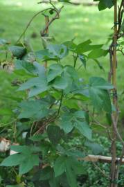 Fotografia da espécie Gossypium arboreum