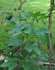 Gossypium arboreum