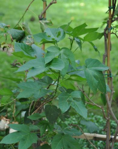 Fotografia de capa Gossypium arboreum - do Jardim Botânico