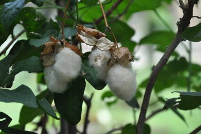 Fotografia da espécie Gossypium arboreum