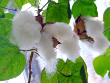 Fotografia da espécie Gossypium arboreum