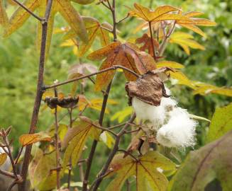 Fotografia da espécie Gossypium arboreum