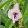 Fotografia 4 da espécie Sesamum indicum do Jardim Botânico UTAD