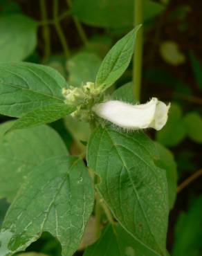 Fotografia 6 da espécie Sesamum indicum no Jardim Botânico UTAD