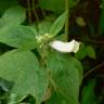 Fotografia 6 da espécie Sesamum indicum do Jardim Botânico UTAD