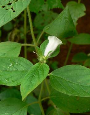 Fotografia 7 da espécie Sesamum indicum no Jardim Botânico UTAD