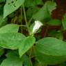 Fotografia 7 da espécie Sesamum indicum do Jardim Botânico UTAD