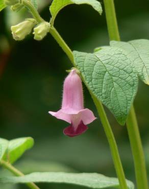 Fotografia 8 da espécie Sesamum indicum no Jardim Botânico UTAD