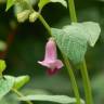 Fotografia 8 da espécie Sesamum indicum do Jardim Botânico UTAD