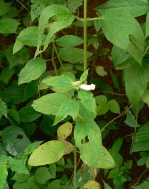 Fotografia 9 da espécie Sesamum indicum no Jardim Botânico UTAD