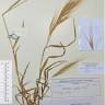 Fotografia de herbário 1 da espécie Bromus rigidus no Jardim Botânico UTAD