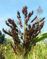 Fotografia da espécie Sorghum bicolor