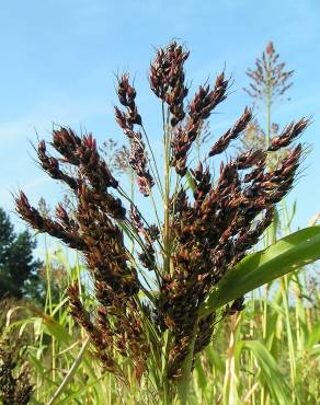 Fotografia 1 da espécie Sorghum bicolor no Jardim Botânico UTAD