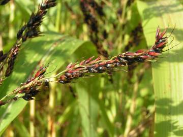 Fotografia da espécie Sorghum bicolor