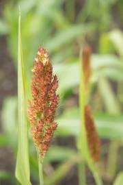 Fotografia da espécie Sorghum bicolor