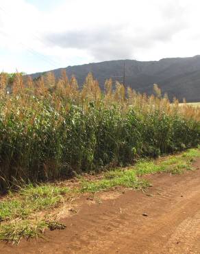 Fotografia 6 da espécie Sorghum bicolor no Jardim Botânico UTAD