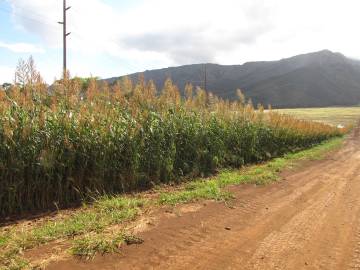 Fotografia da espécie Sorghum bicolor