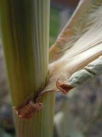 Fotografia da espécie Sorghum bicolor