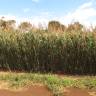 Fotografia 10 da espécie Sorghum bicolor do Jardim Botânico UTAD