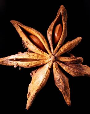 Fotografia 3 da espécie Illicium verum no Jardim Botânico UTAD