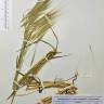 Fotografia de herbário 1 da espécie Bromus diandrus no Jardim Botânico UTAD