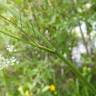 Fotografia 4 da espécie Carum carvi do Jardim Botânico UTAD