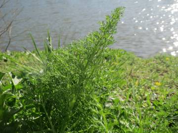 Fotografia da espécie Anethum graveolens