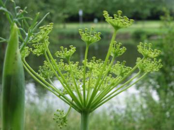 Fotografia da espécie Anethum graveolens