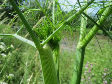 Fotografia da espécie Anethum graveolens