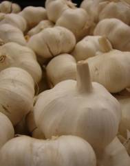 Allium sativum