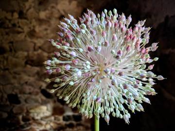 Fotografia da espécie Allium sativum