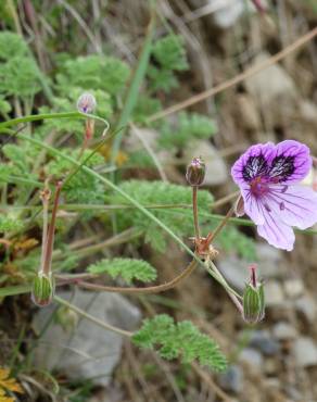 Fotografia 1 da espécie Erodium daucoides no Jardim Botânico UTAD