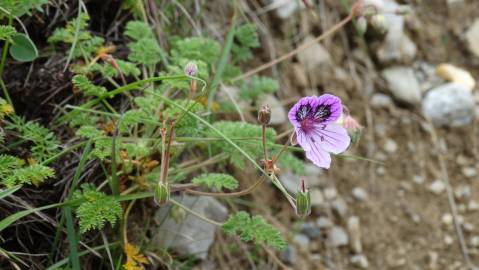 Fotografia da espécie Erodium daucoides