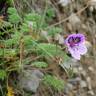 Fotografia 1 da espécie Erodium daucoides do Jardim Botânico UTAD