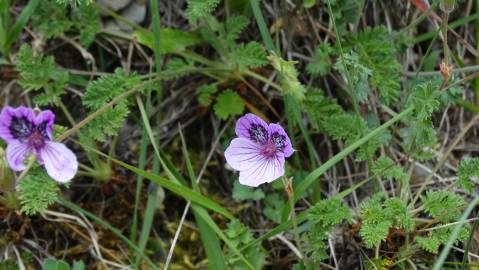 Fotografia da espécie Erodium daucoides