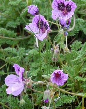 Fotografia 3 da espécie Erodium daucoides no Jardim Botânico UTAD