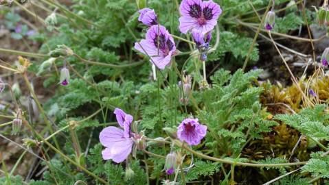 Fotografia da espécie Erodium daucoides