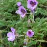 Fotografia 3 da espécie Erodium daucoides do Jardim Botânico UTAD