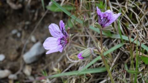 Fotografia da espécie Erodium daucoides