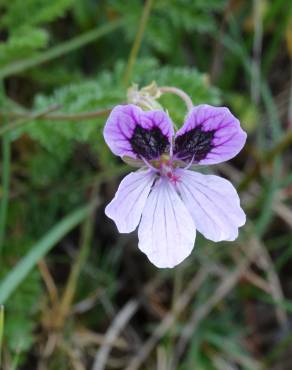 Fotografia 5 da espécie Erodium daucoides no Jardim Botânico UTAD