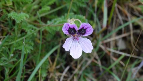 Fotografia da espécie Erodium daucoides