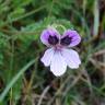 Fotografia 5 da espécie Erodium daucoides do Jardim Botânico UTAD