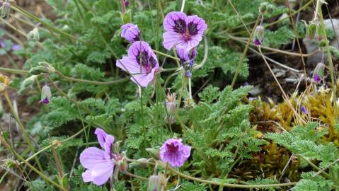 Fotografia da espécie Erodium daucoides