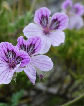 Fotografia 7 da espécie Erodium daucoides no Jardim Botânico UTAD